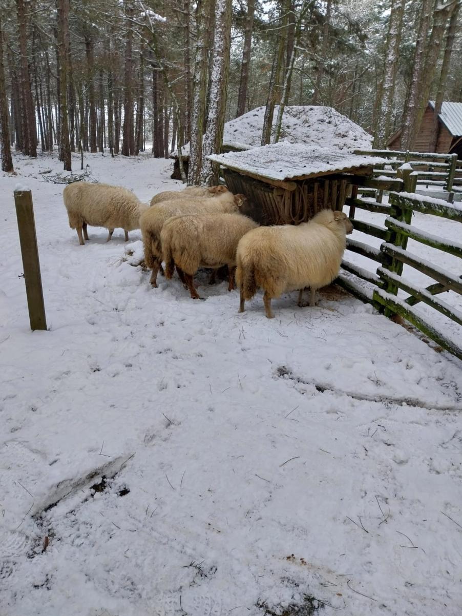 Voskuilheuvel Winter 2026 jpeg